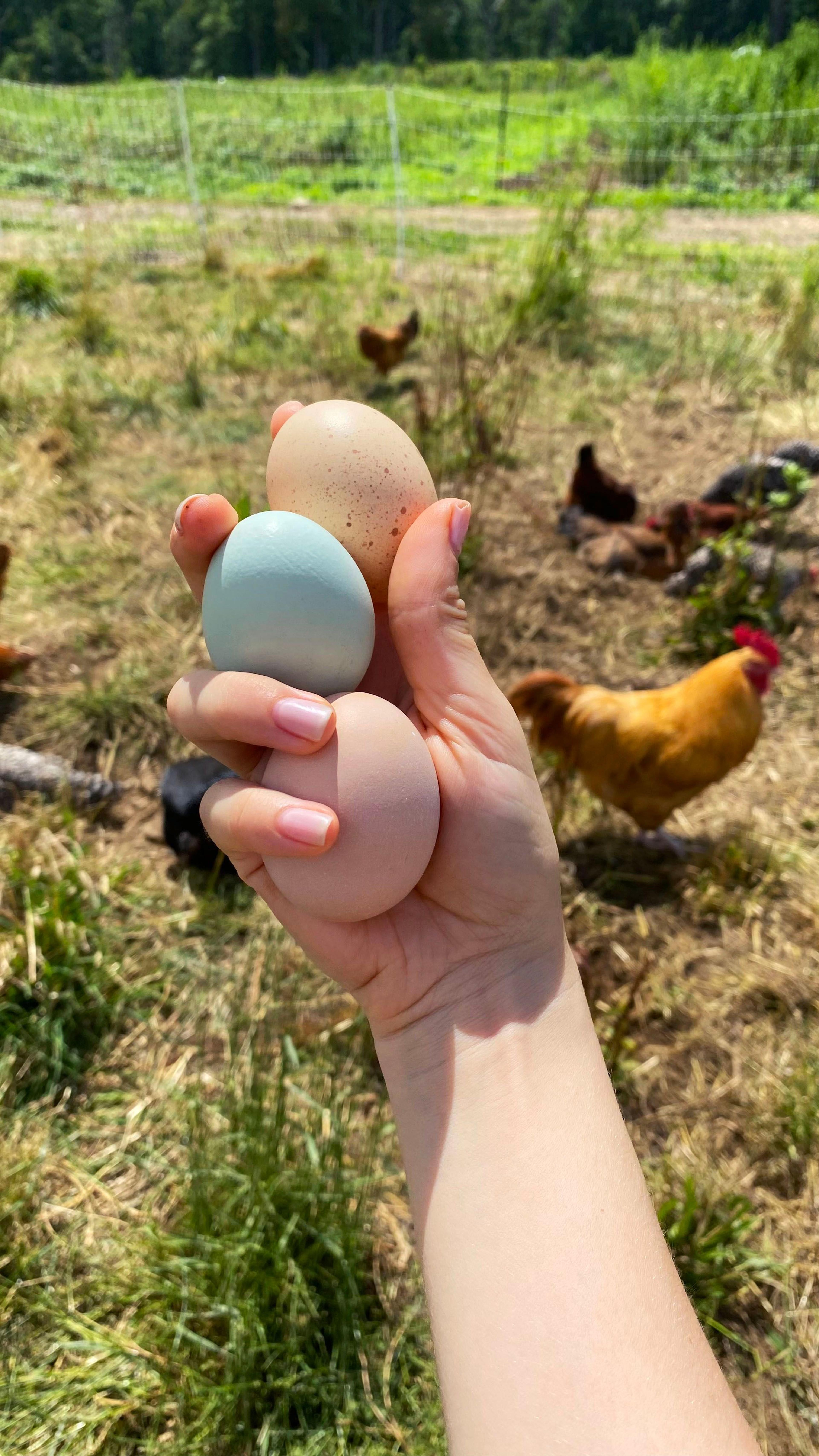 Image from Farm to People