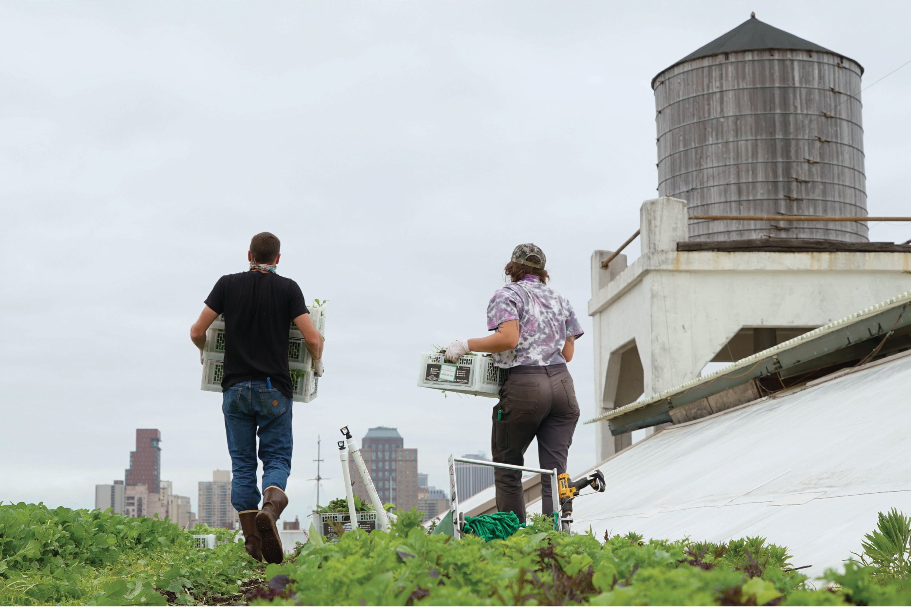 Brooklyn Grange rooftop farm.