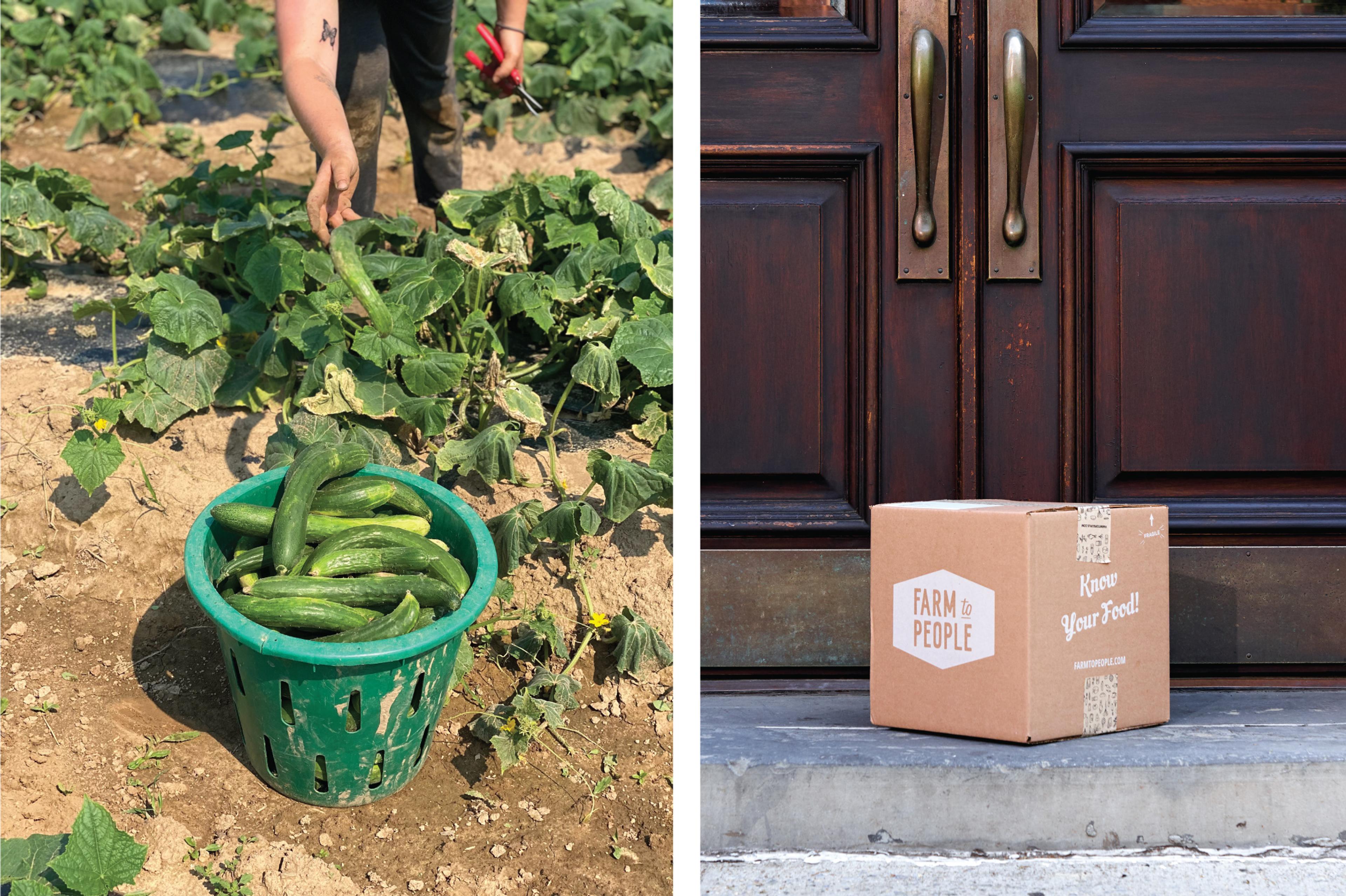 Picking cucumbers and box in front of door.