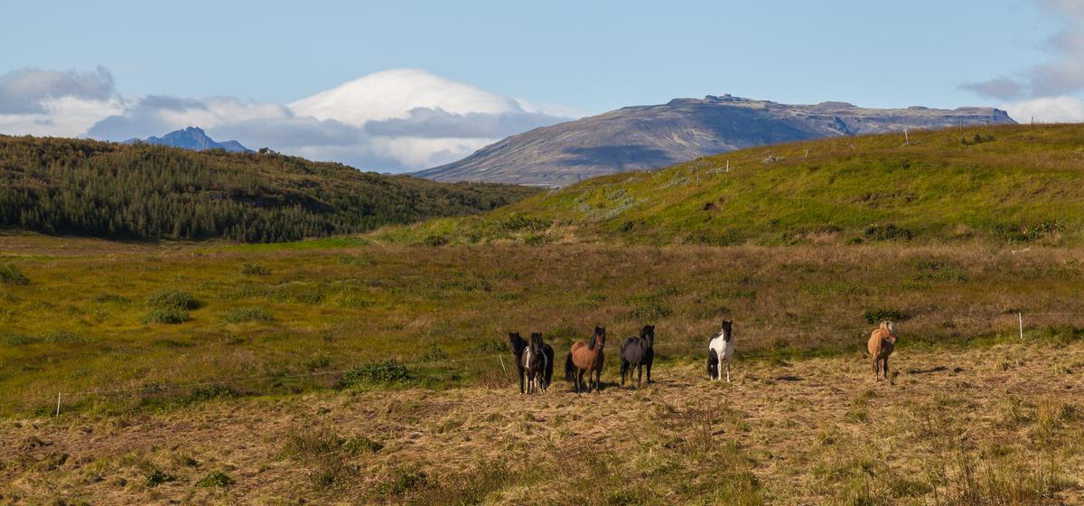 Skálholt
