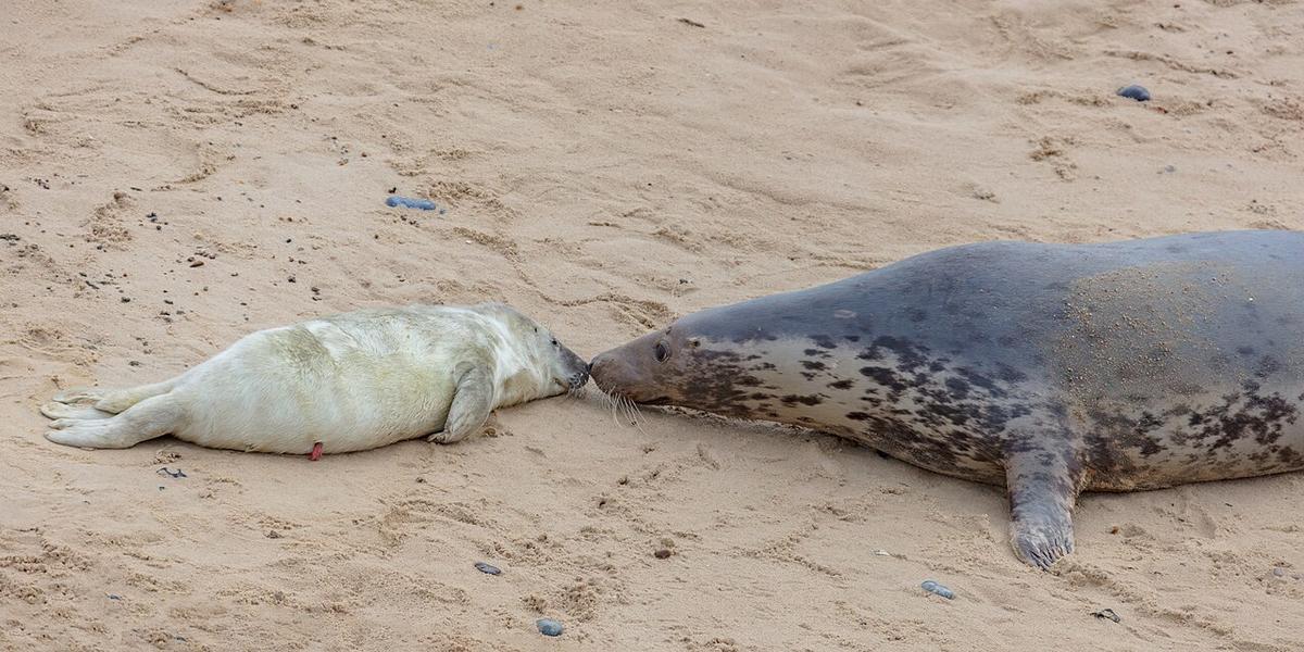 Seal watching