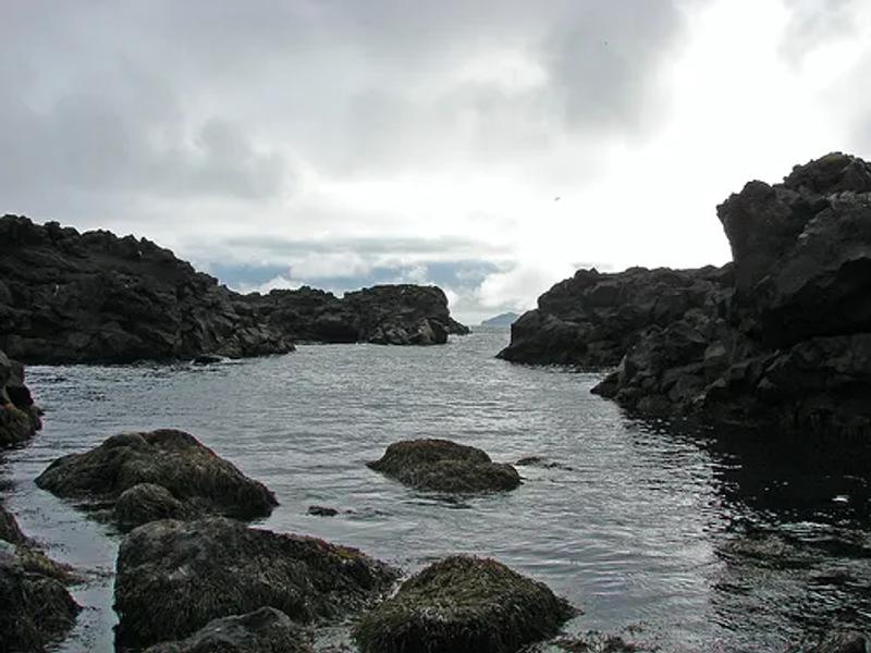Mormónapollur