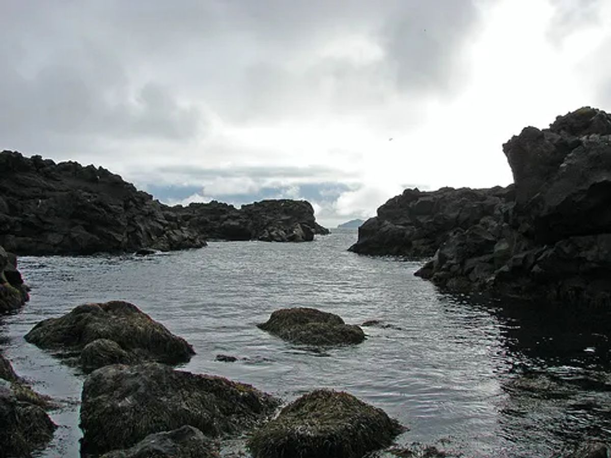 Mormónapollur in south-iceland
