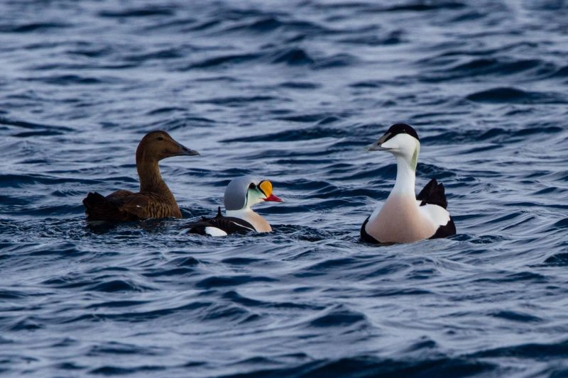 Eider Duck Museum