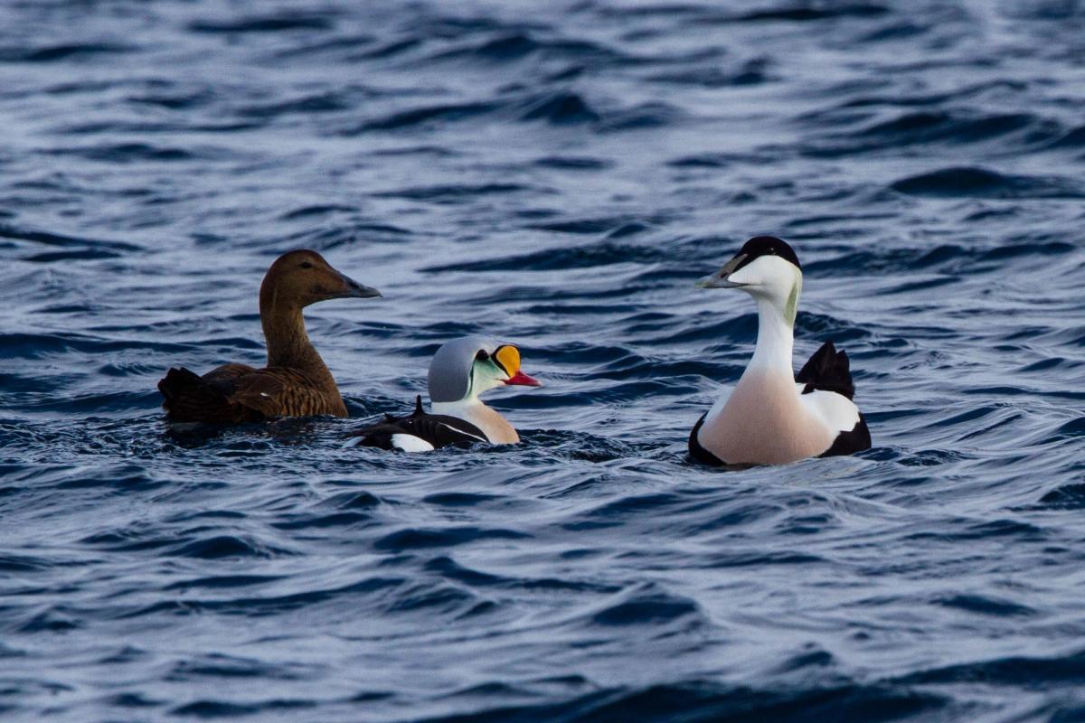 Eider Duck Museum