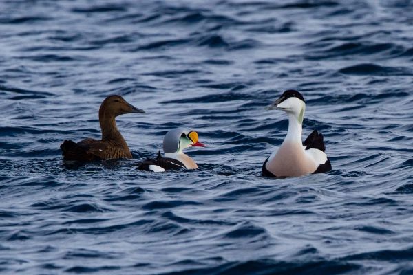 Eider Duck Museum