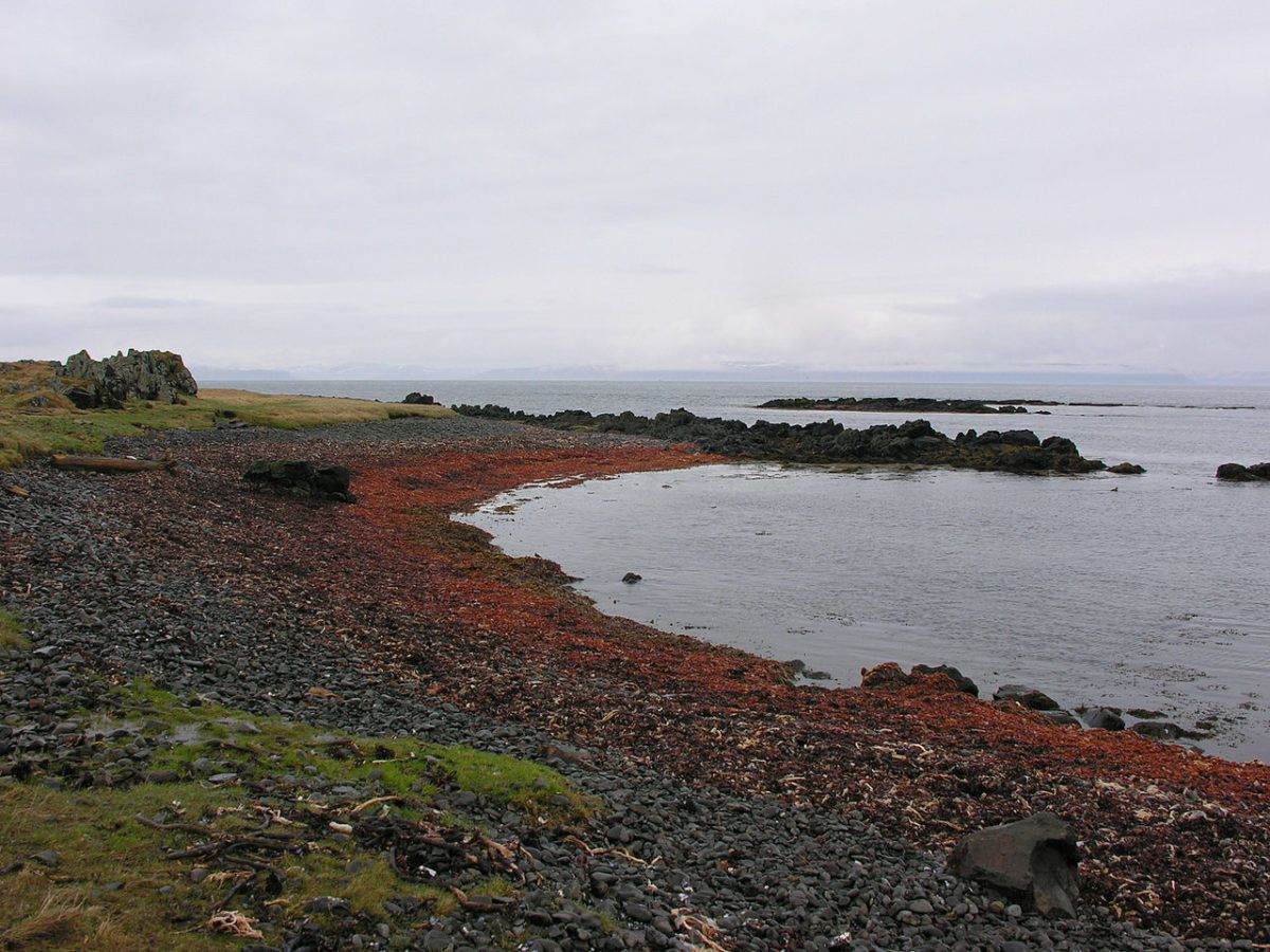 欣迪斯维克 (Hindisvík) in north-iceland