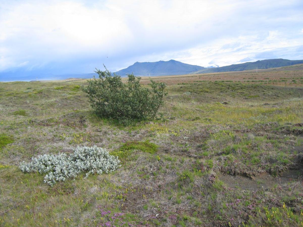 Galtalækjarskógur