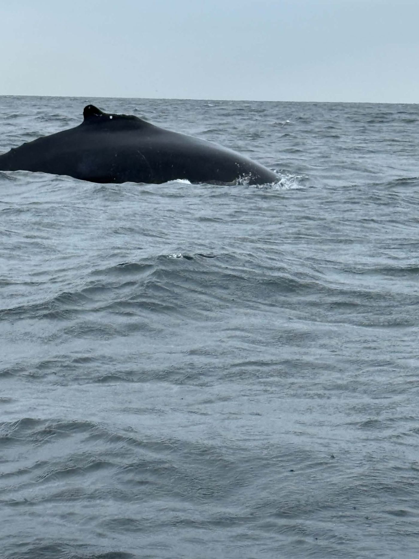 Whale Safari Reykjavík – Okkar RIB hvalaskoðunarupplifun