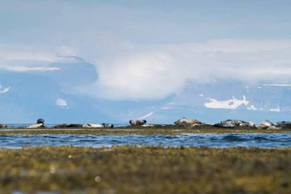 Hvítanes in westfjords