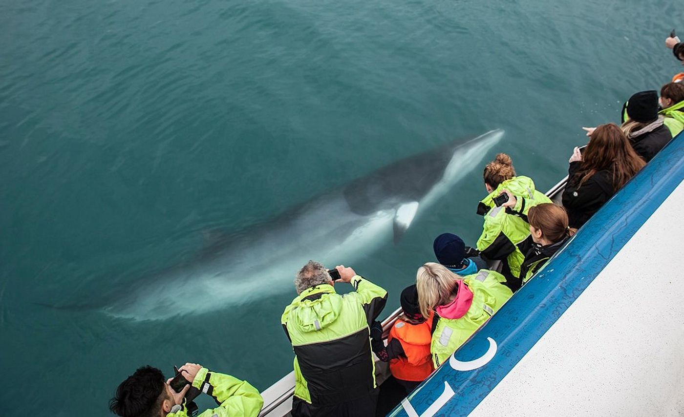 Avistamiento de Ballenas desde Reykjavík – Nuestra Experiencia con Special Tours