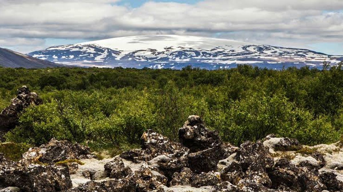 Húsafellsskógur in west-iceland — photo 1