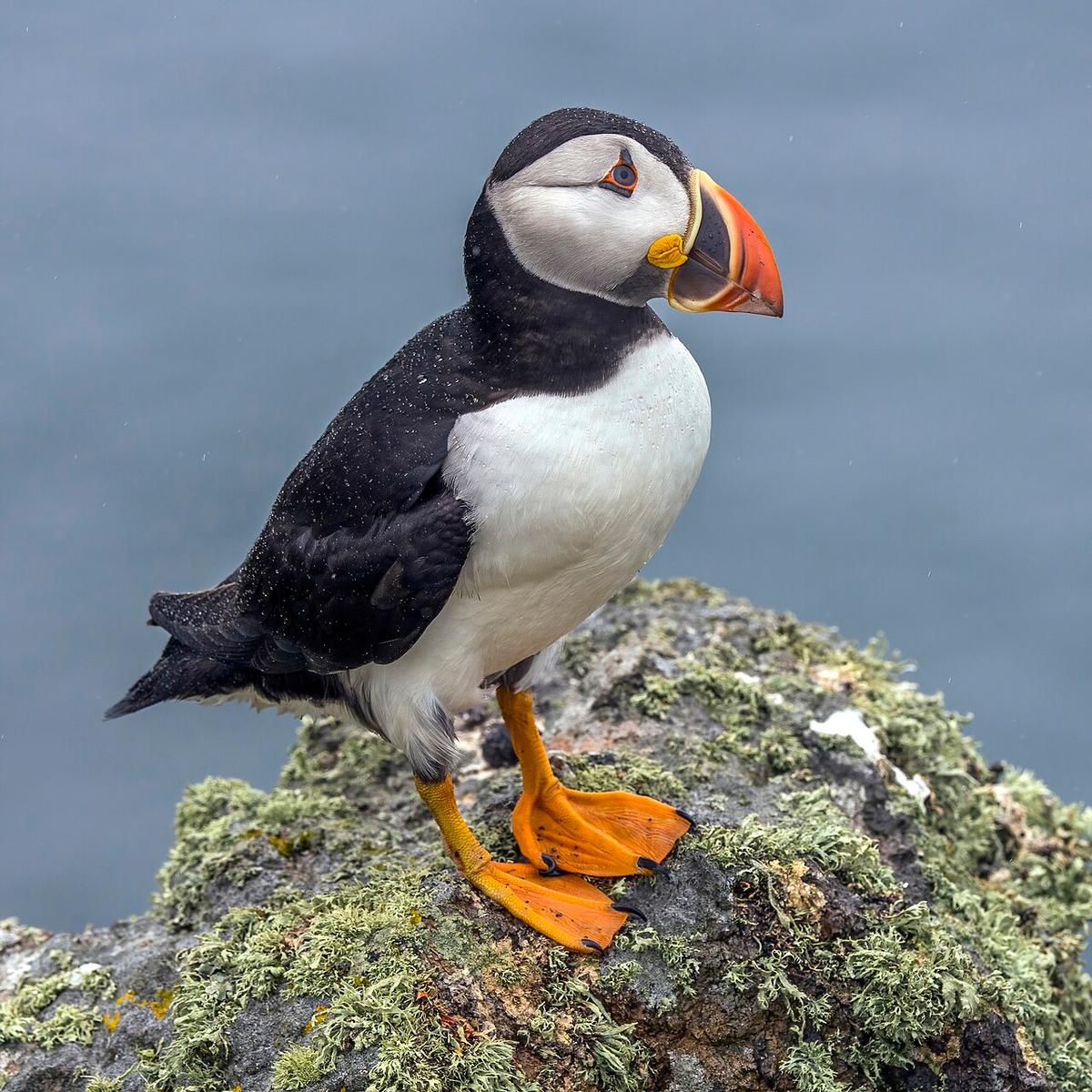 Puffins Colony
