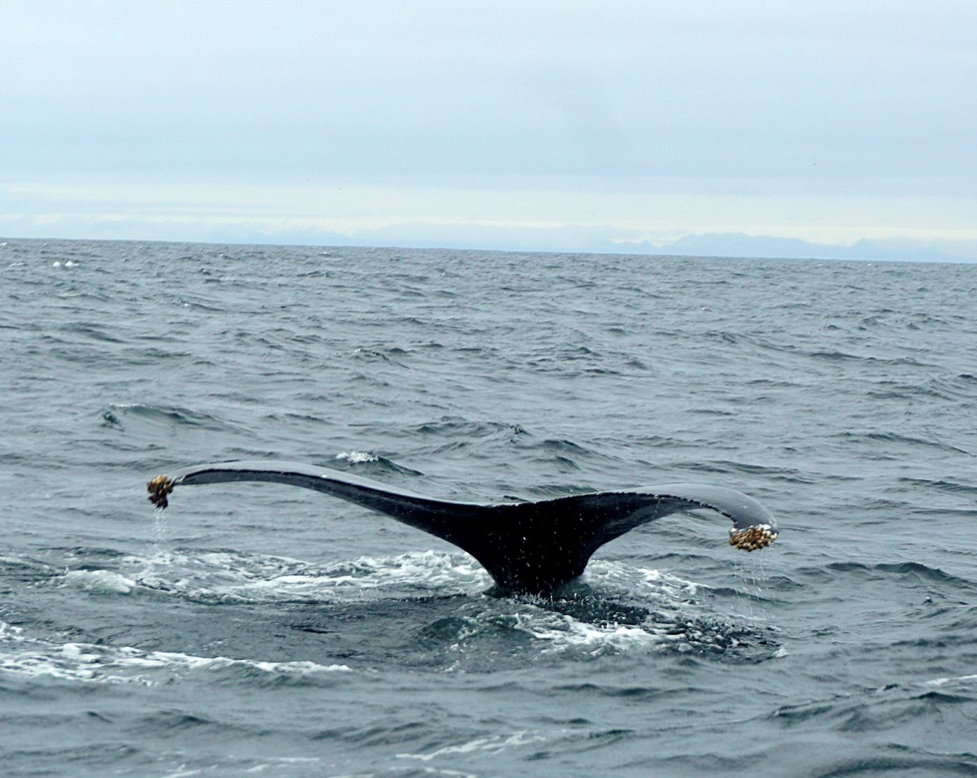Whale Safari Reykjavík – Okkar RIB hvalaskoðunarupplifun