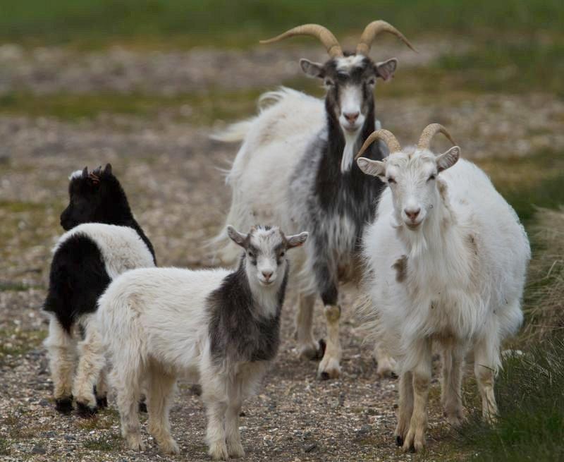 Goat farm