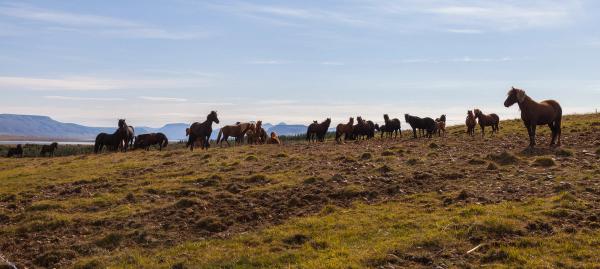 Höfn