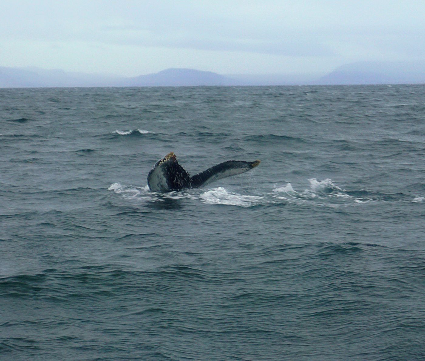 Whale Safari Reykjavík – Okkar RIB hvalaskoðunarupplifun