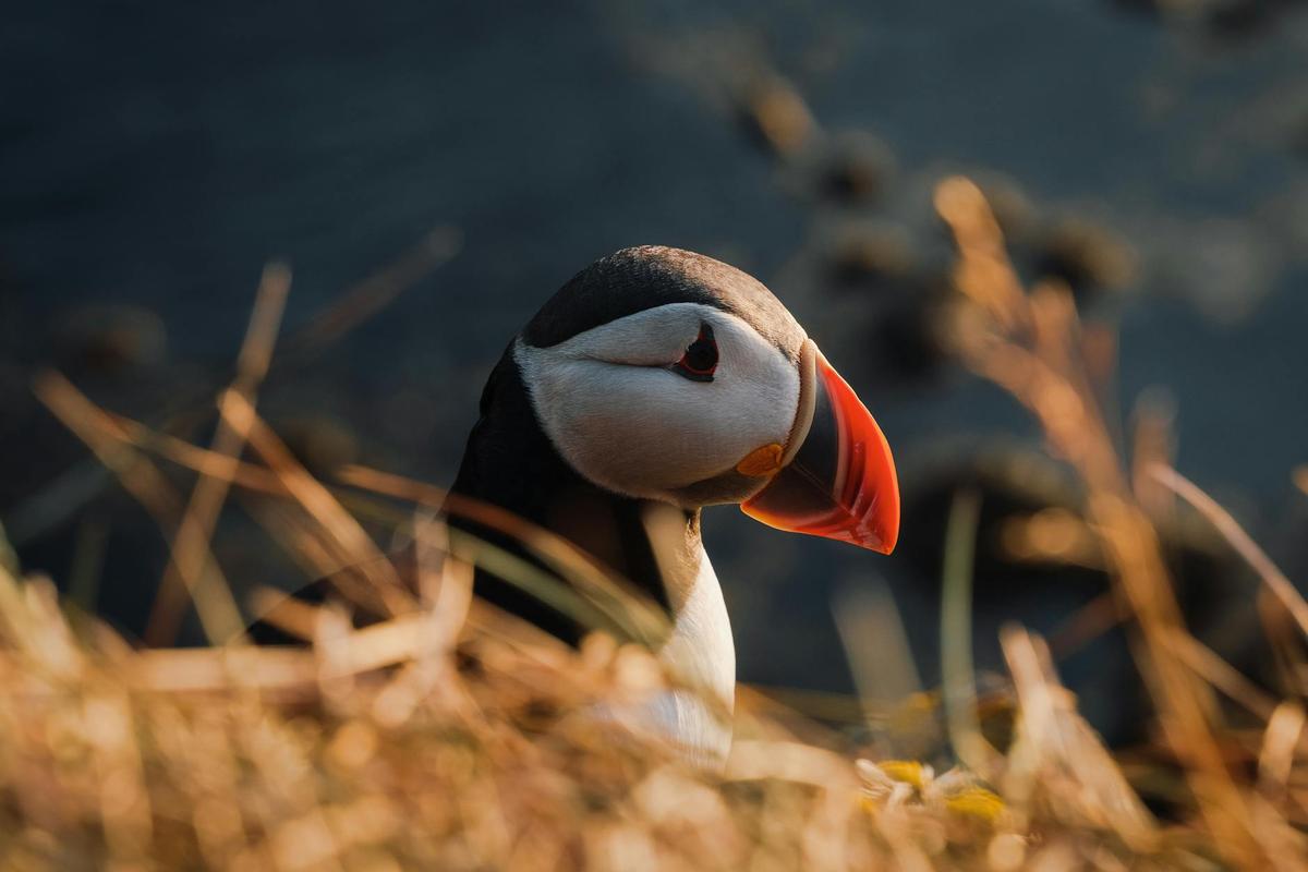 Látrabjarg