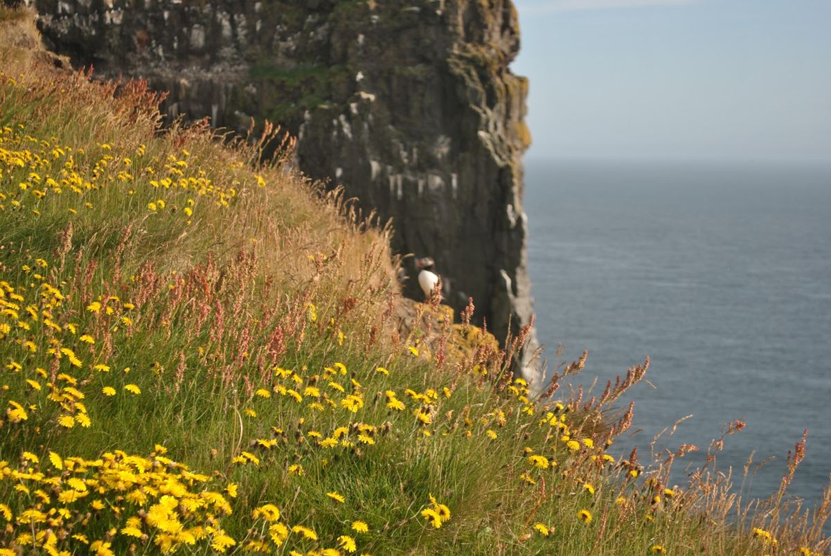 Acantilado de Látrabjarg y Frailecillos in westfjords — photo 8