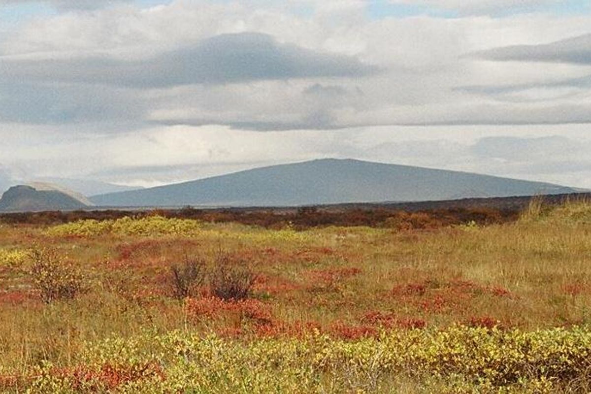 Skjaldbreiður