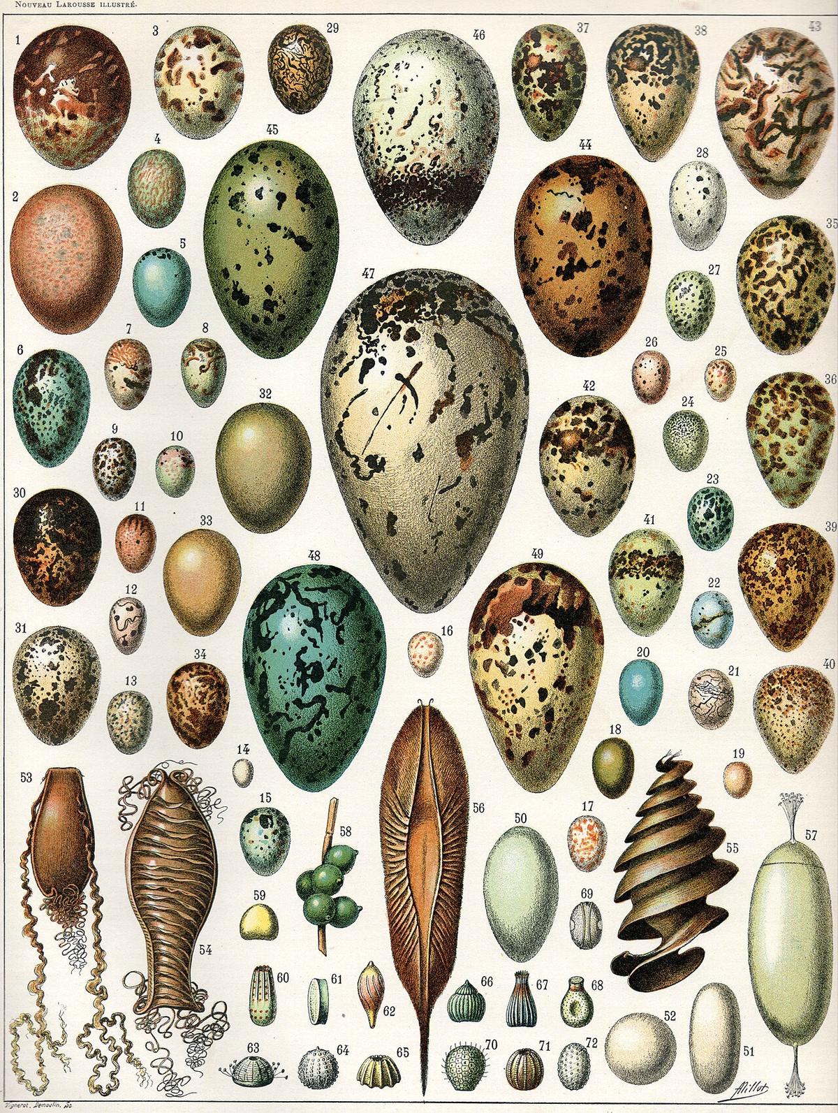 Egg