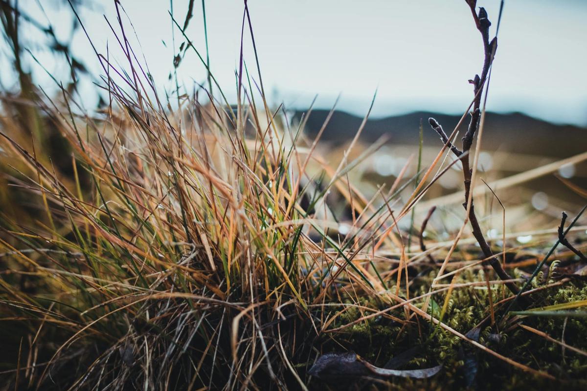 Reykjavík Botanic Garden — Arctic Flora Collection