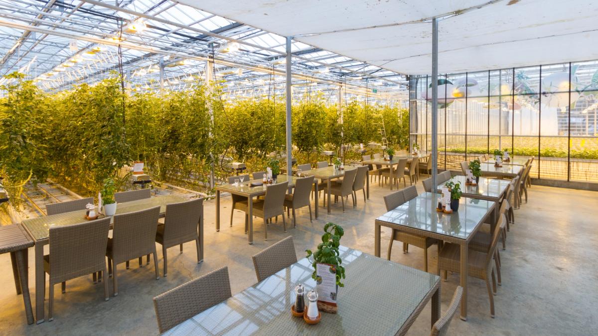 Friðheimar Greenhouse Restaurant
