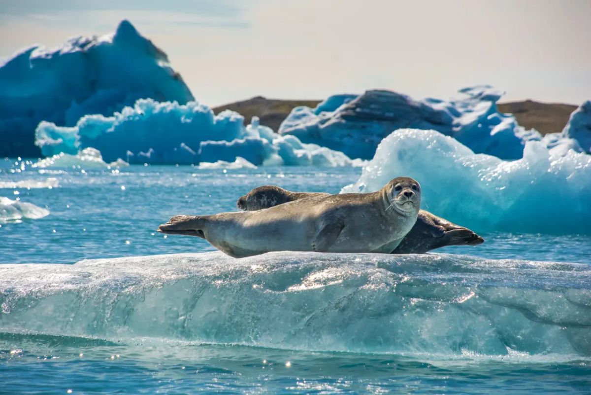 Jökulsárlón Glacier Lagoon in south-iceland — photo 2