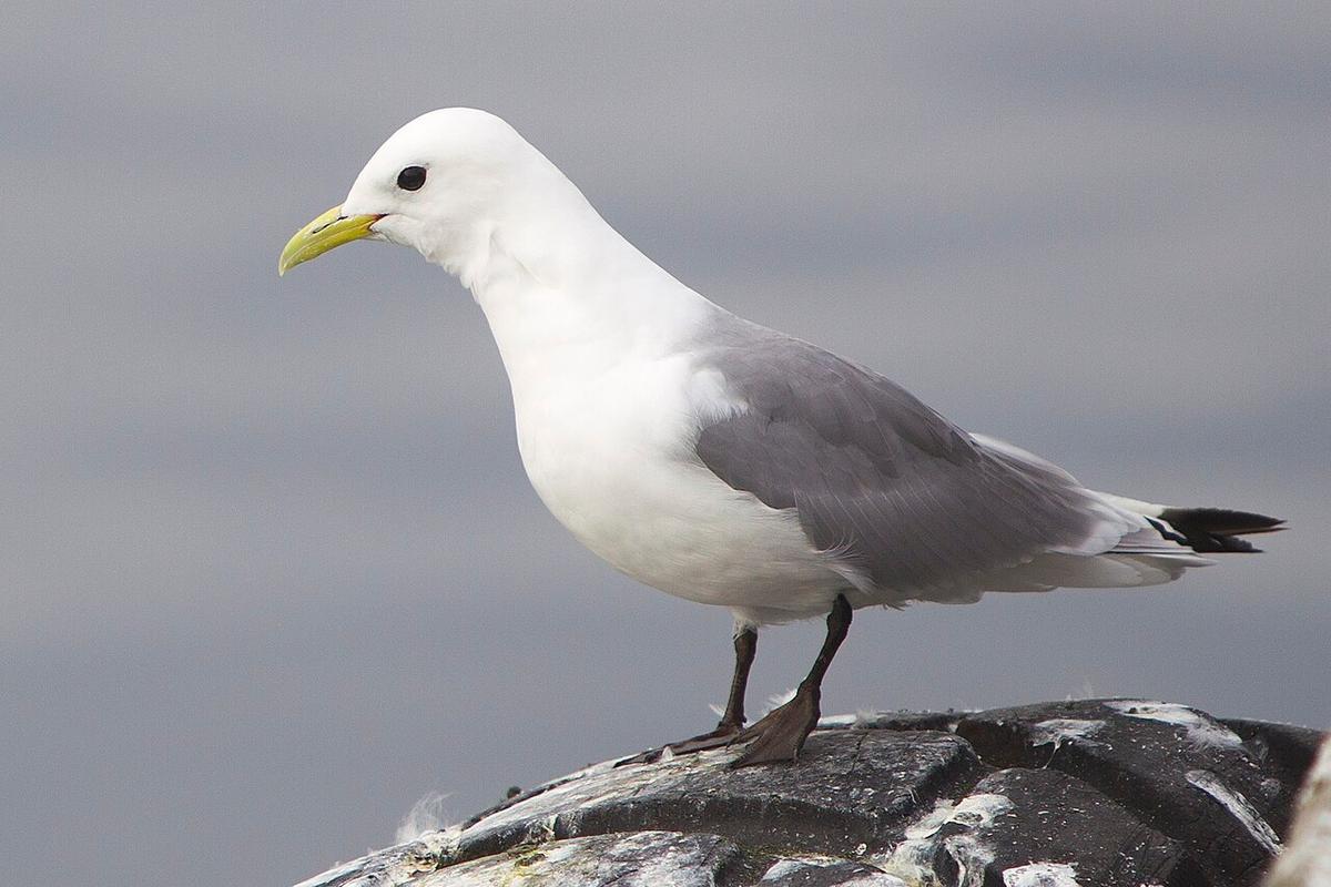 Keflavíkurbjarg
