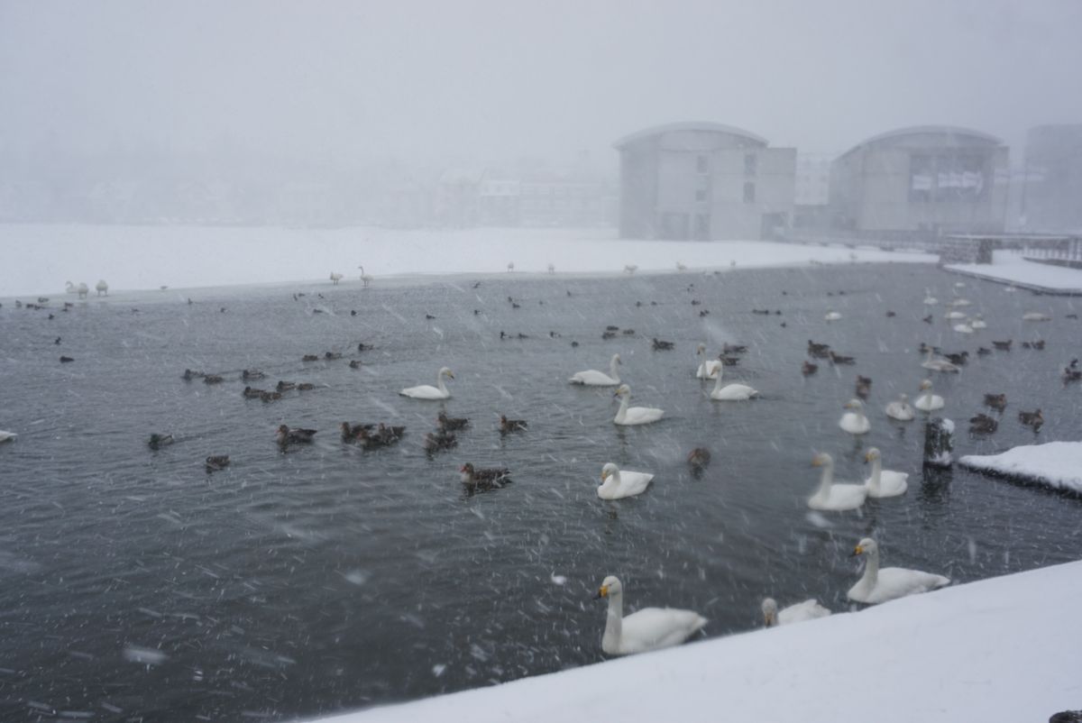 Tjörnin Pond – Reykjavík City Lake photo 8