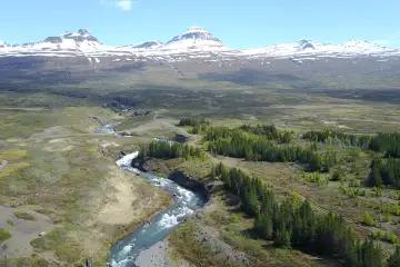Aldamótaskógur í Norðurdal