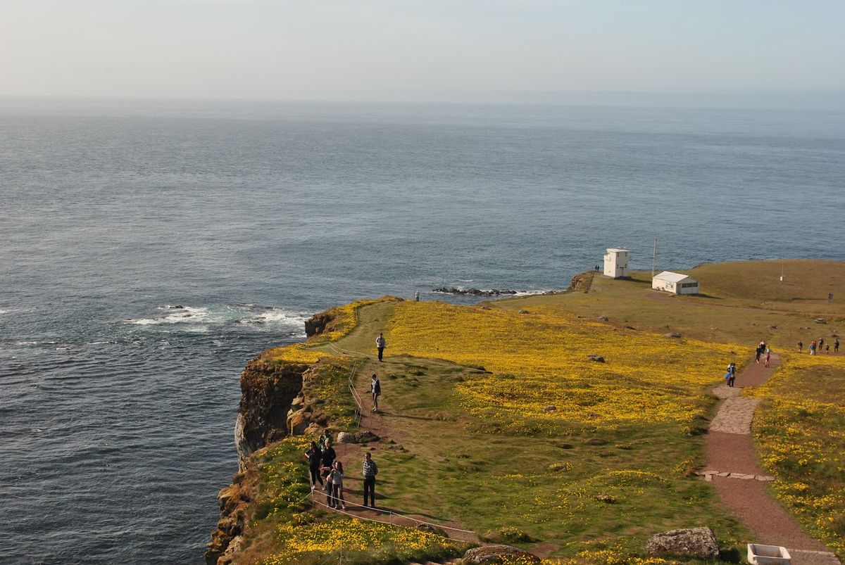 Acantilado de Látrabjarg y Frailecillos in westfjords — photo 9