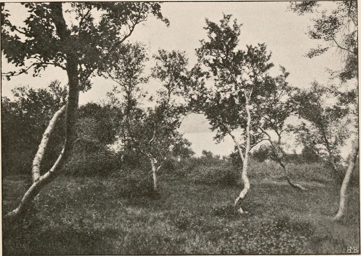 Króksdalur