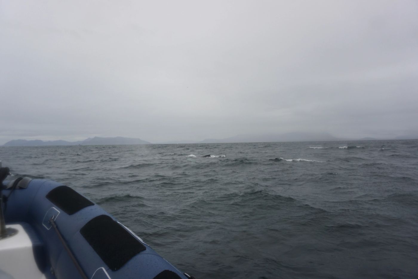 Whale Safari Reykjavík – Okkar RIB hvalaskoðunarupplifun