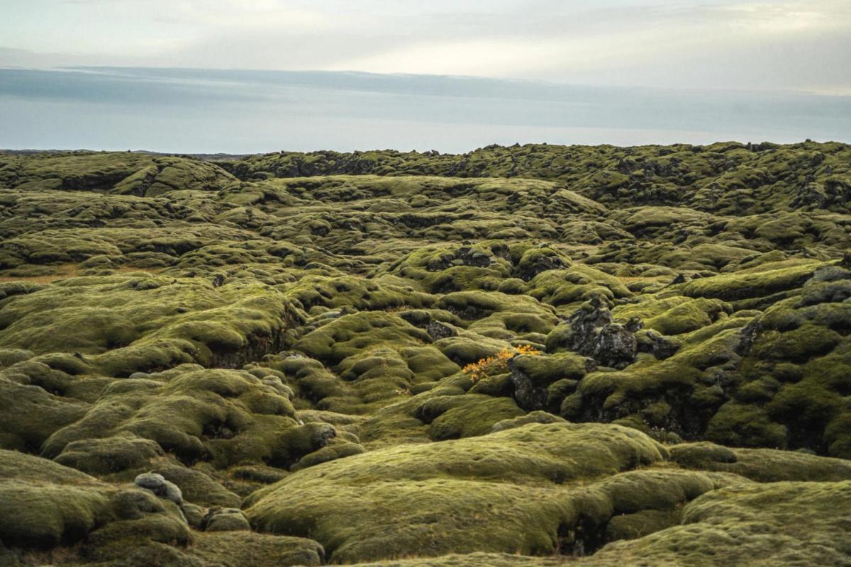 Eldhraun Lava Field