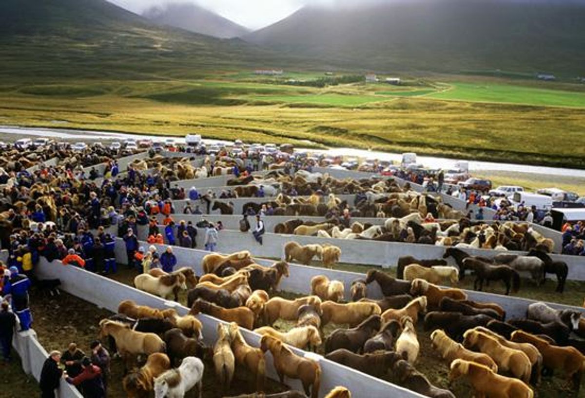 Laufskálarétt in north-iceland — photo 1