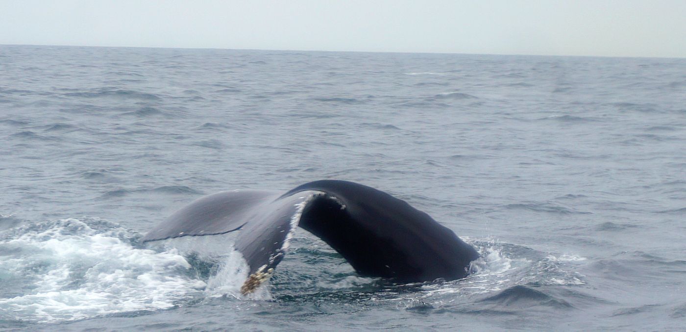 Whale Safari Reykjavík – Okkar RIB hvalaskoðunarupplifun