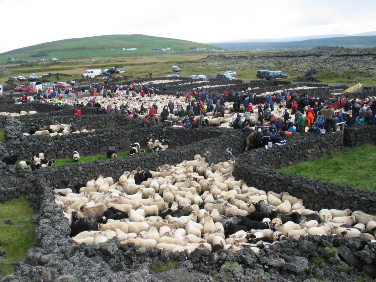 Hraunsrétt in north-iceland — photo 1