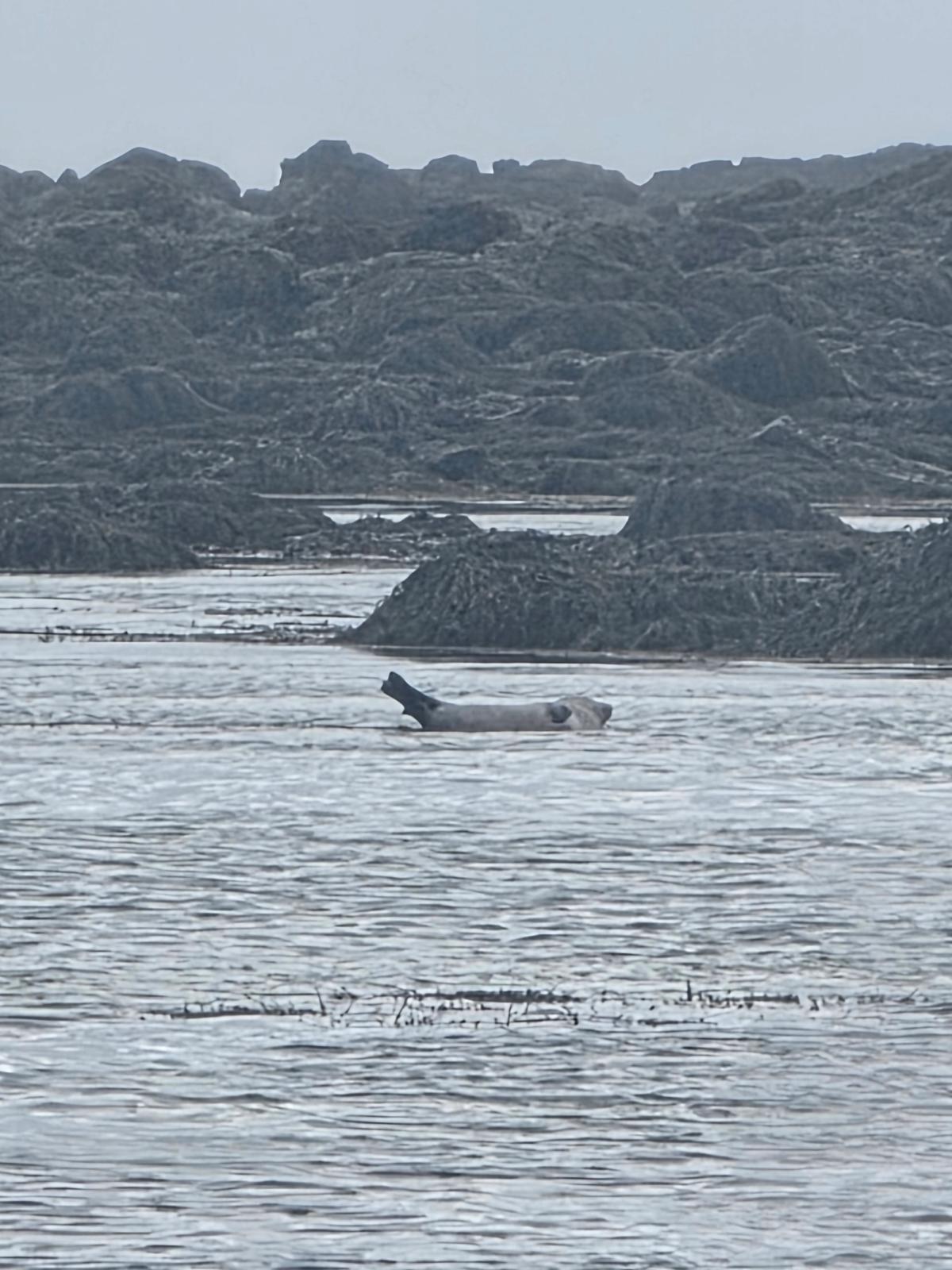 伊特里通加——斯奈菲尔斯内斯海豹滩 in snaefellsnes