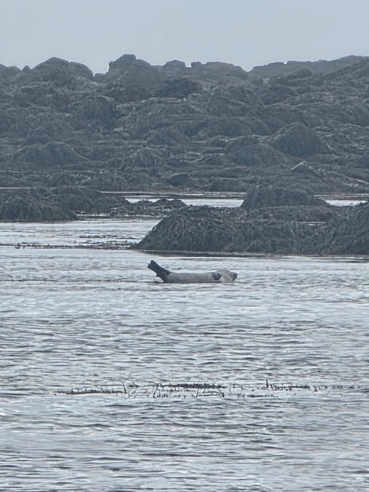 伊特里通加——斯奈菲尔斯内斯海豹滩 in snaefellsnes — photo 1