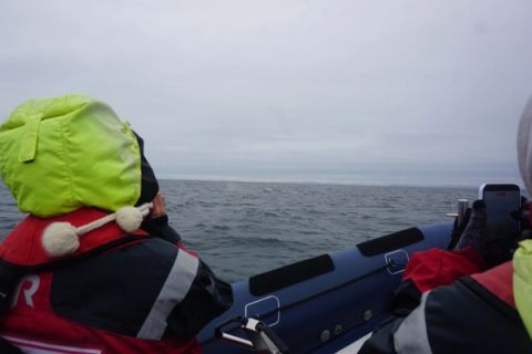 Rib safari