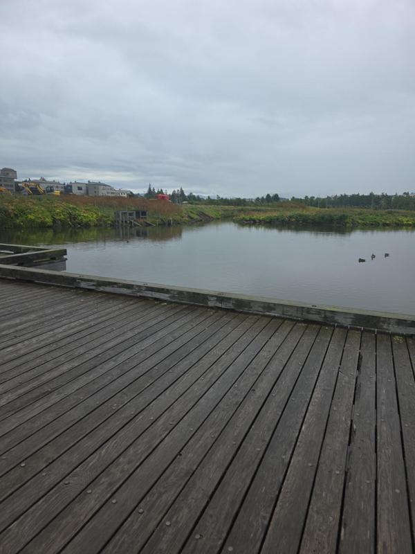 Pond by the Nordic House, Reykjavík