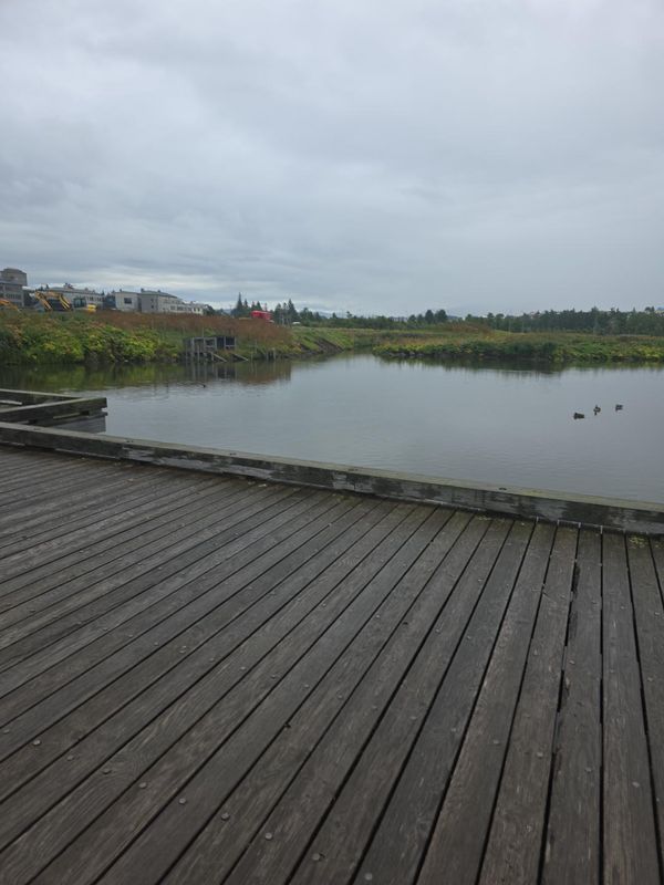 Pond by the Nordic House, Reykjavík