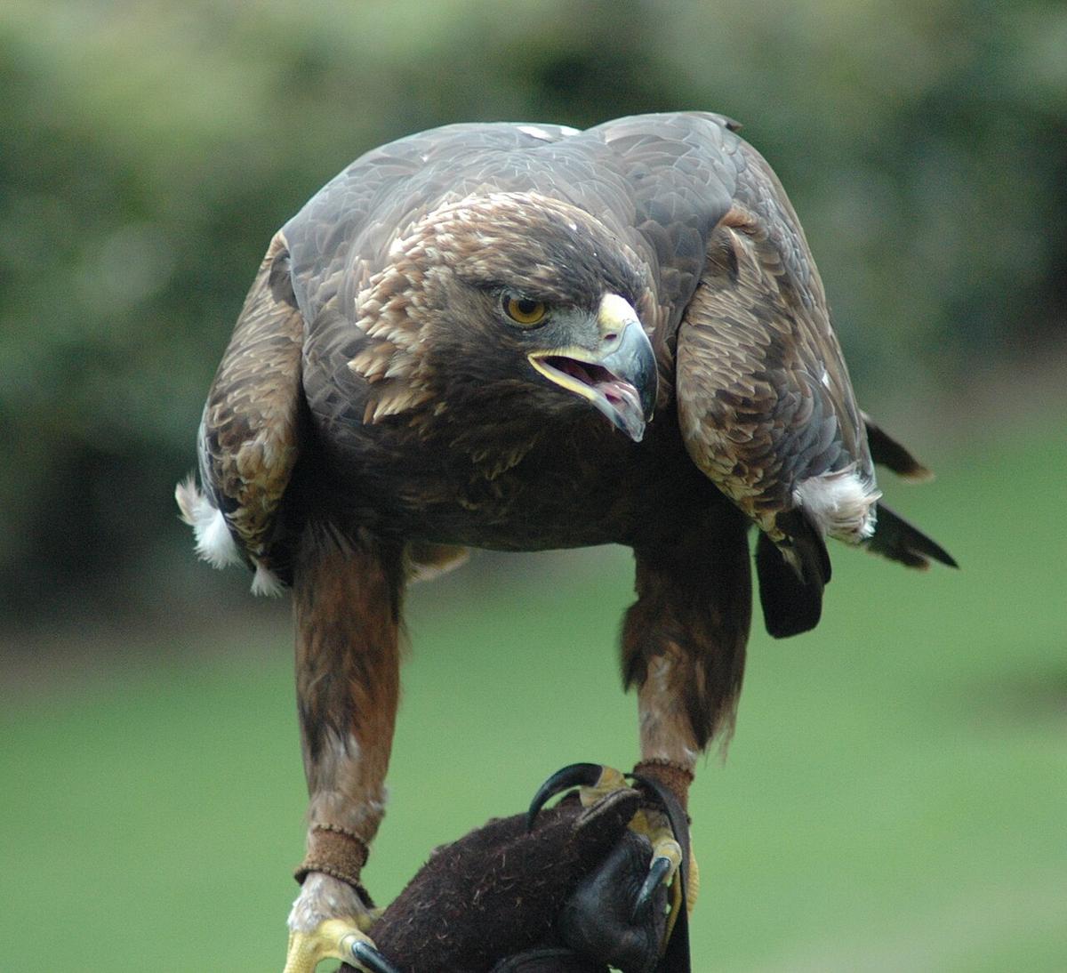 Örn