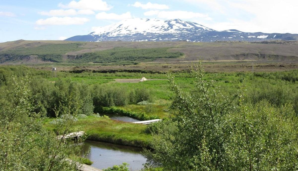 Galtalækjarskógur in south-iceland