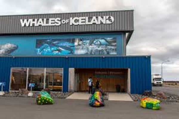 Whales of Iceland — Europe's Largest Whale Exhibition