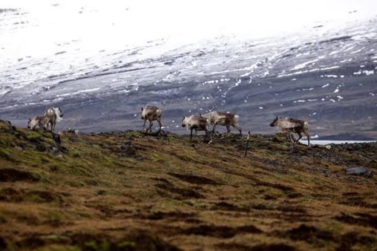 Renos de los Fiordos del Este in east-iceland