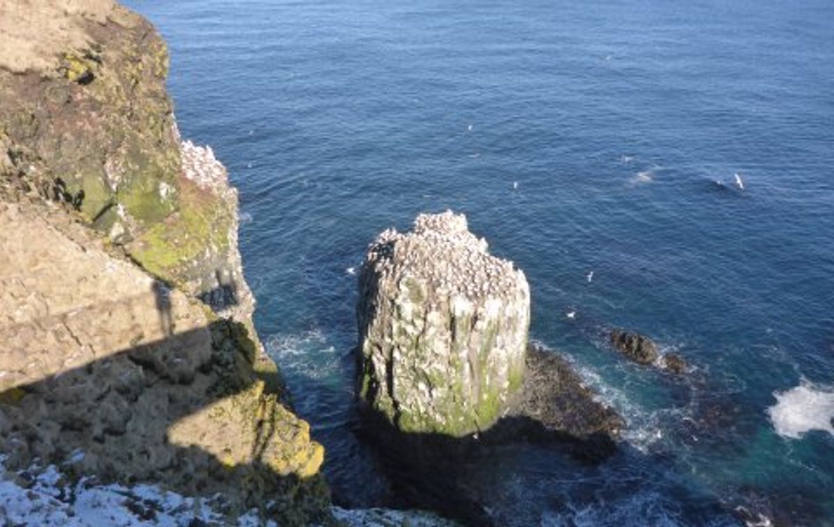 Skoruvíkurbjarg in north-iceland