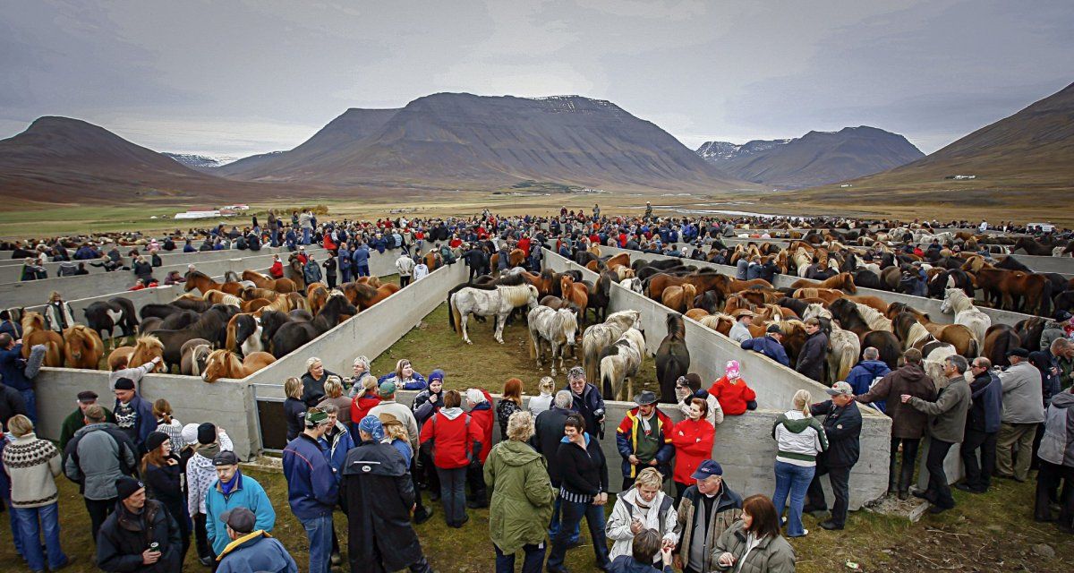Laufskálarétt in north-iceland