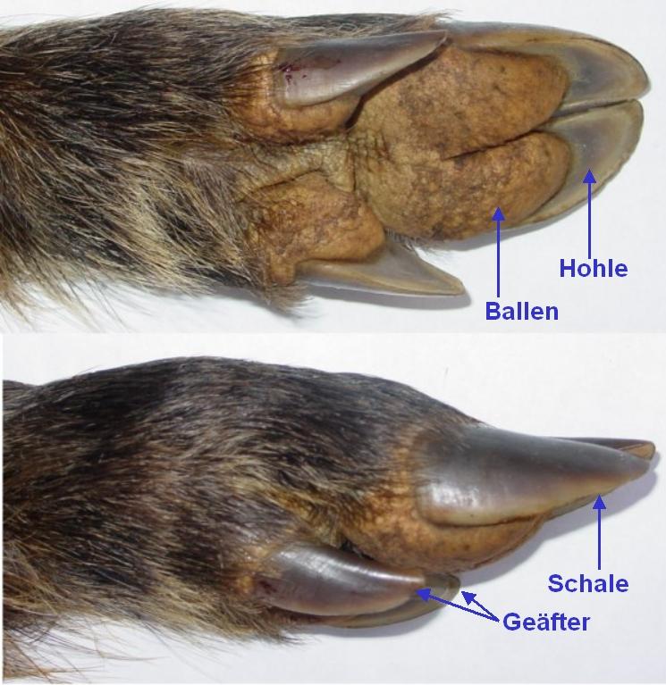 Klauf